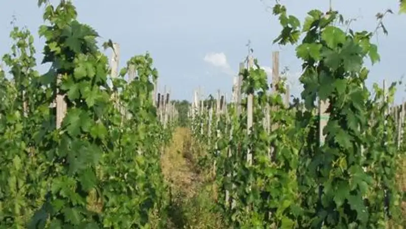 В Алматинской области с поля было похищено около 200 кустов винограда