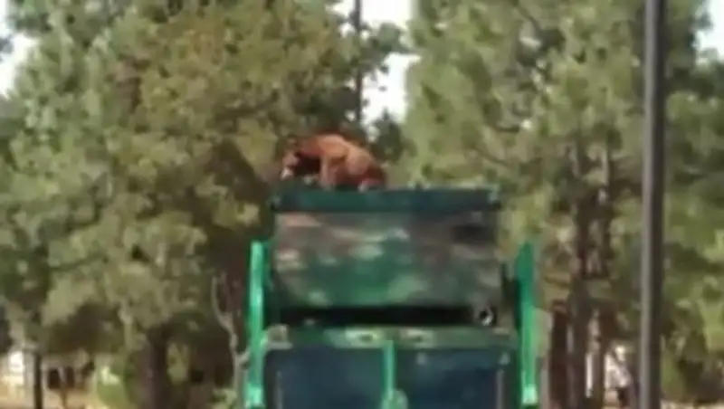 Медведь проехал 8 км на мусоровозе в США