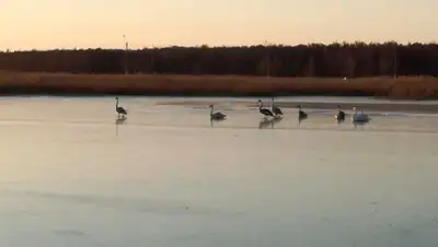 Фото: Петропавловск.kz, фото - Новости Zakon.kz от 29.11.2017 08:00