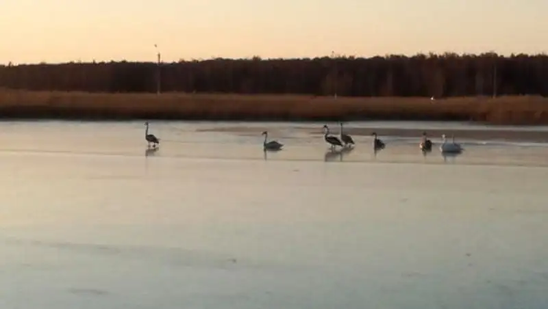На севере Казахстана спасли стаю лебедей