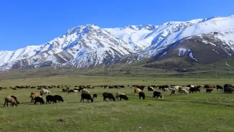 В Казахстане хотят изменить сроки изъятия неиспользуемых по назначению пастбищ