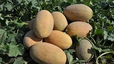 prom.ua, фото - Новости Zakon.kz от 24.07.2018 07:59