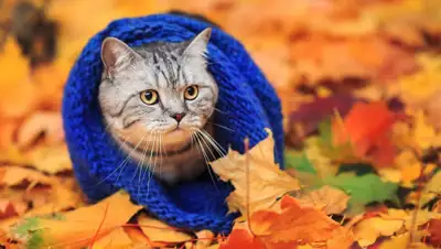 frazy.su, фото - Новости Zakon.kz от 04.09.2020 17:06