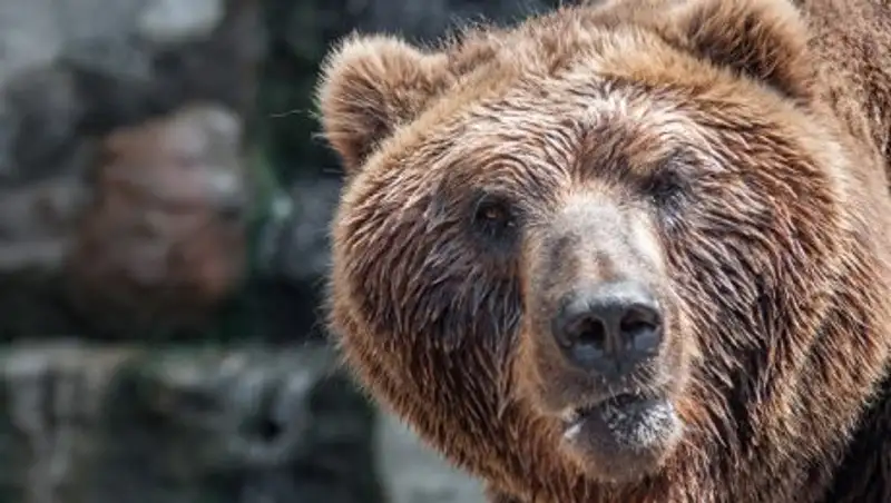 В Челябинске медведь расхаживал возле дома