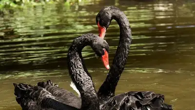 Ученые предупреждают, что "черные лебеди" могут быть полностью уничтожены одним вирусом, фото - Новости Zakon.kz от 30.01.2023 23:30