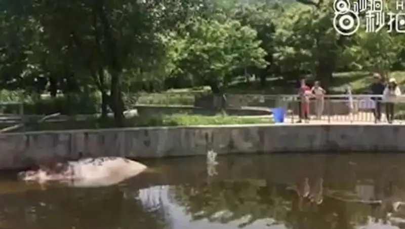 В китайском зоопарке мама и дочка закидали бегемота камнями