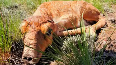 facebook, фото - Новости Zakon.kz от 06.05.2020 12:45