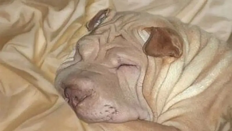 Животные, которые маскируются как боги