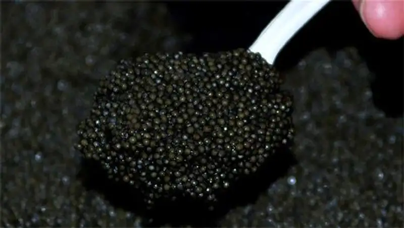 В Атырау у местного жителя изъяли 10 кг черной икры