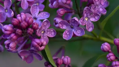 В Ботаническом саду Алматы неожиданно зацвела сирень, фото - Новости Zakon.kz от 18.10.2022 12:29