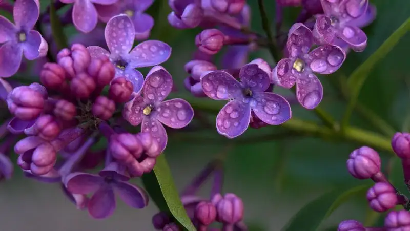 В Ботаническом саду Алматы  зацвела сирень