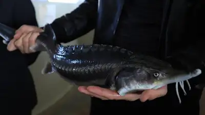 В Мангистау поддерживают предприятия, занимающиеся рыбным хозяйством, фото - Новости Zakon.kz от 21.11.2022 15:32