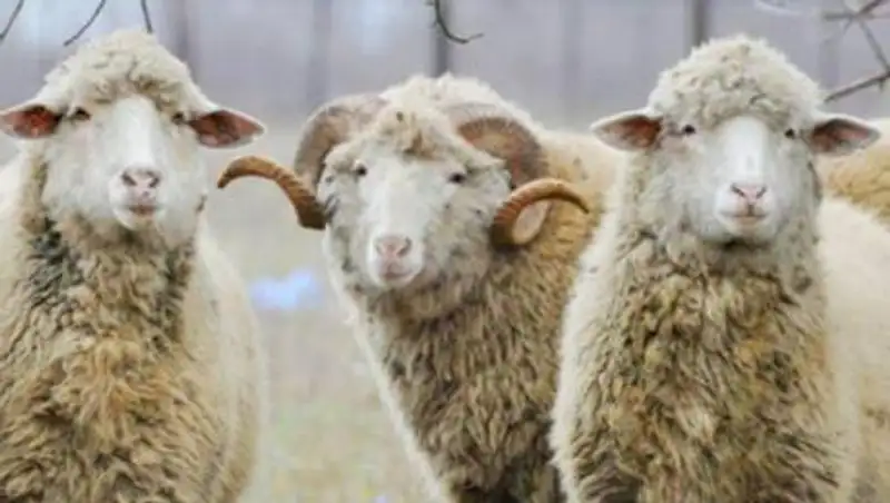 12 постов установили на въездах в Алматы