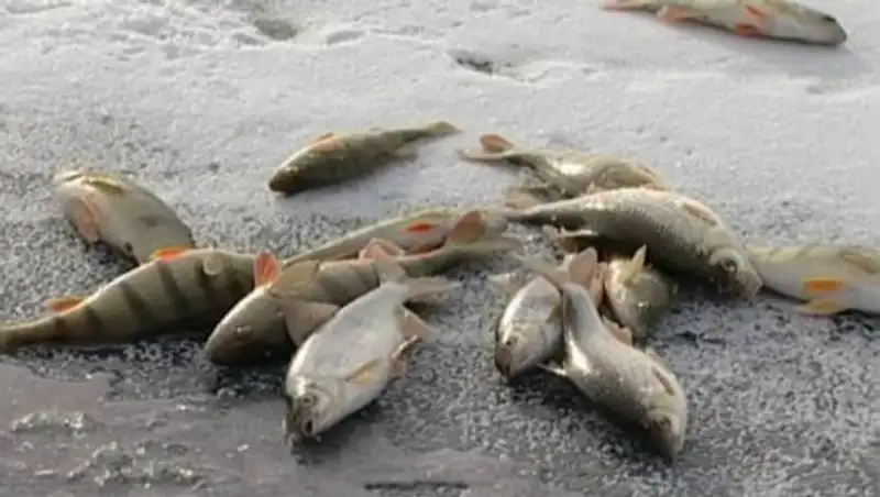 Экологи выясняют причины массовой гибели рыбы близ Астаны