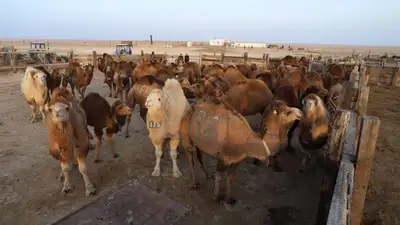 1,9 млрд тенге выделено на субсидирование сферы сельского хозяйства в Мангистау, фото - Новости Zakon.kz от 02.06.2023 16:01