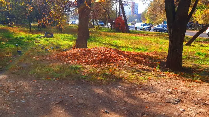 уборка листьев, фото - Новости Zakon.kz от 10.11.2023 17:05