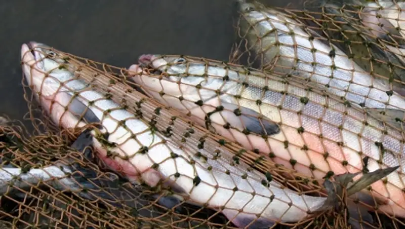 В Алматинской области браконьеры промышляли в накопителе сточных вод
