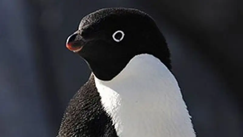 Влюбленная пингвиниха покорила Интернет