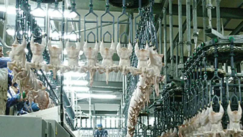 В Усть-Каменгорске открылся завод по глубокой переработке мяса птицы, фото - Новости Zakon.kz от 14.10.2013 21:10