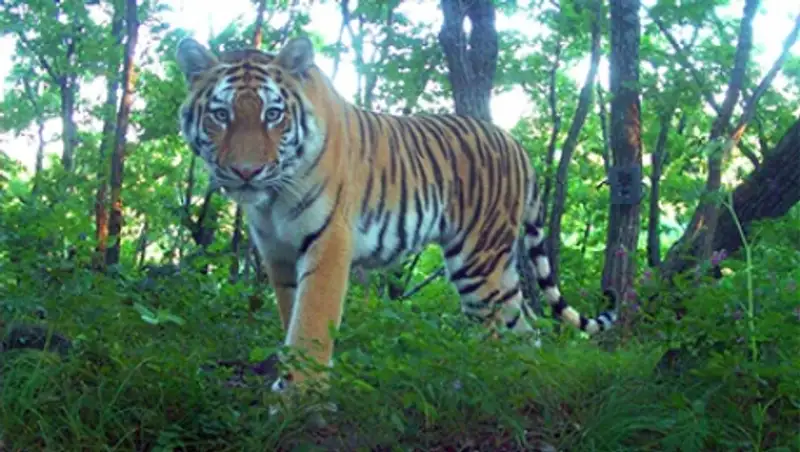 Путинский тигр Борис ушел от невесты