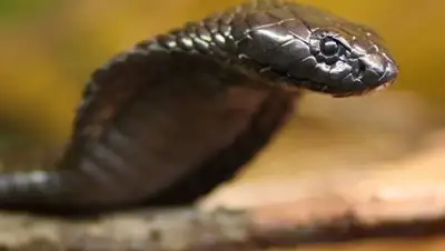 Zakon.kz, фото - Новости Zakon.kz от 17.02.2017 04:24