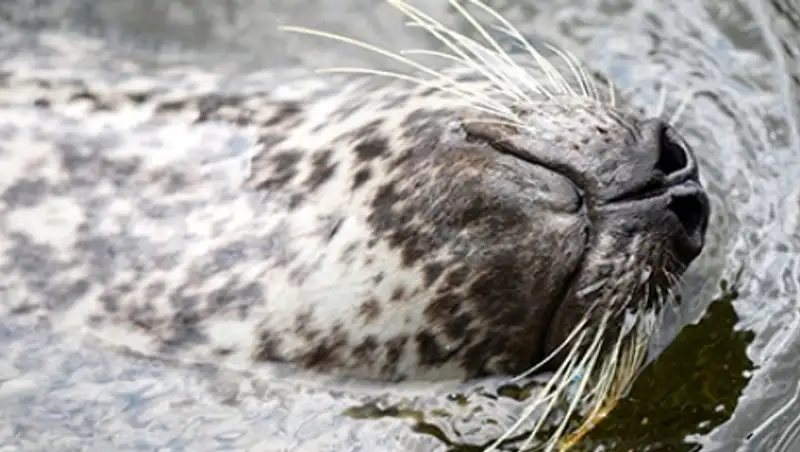 У тюленей нашли уникальные усы-синусоиды