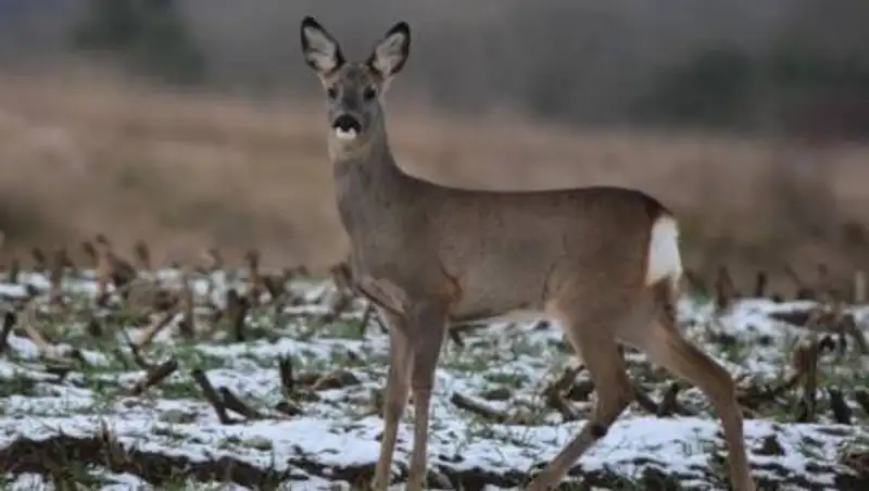 Массово гибнут косули в Северо-Казахстанской области
