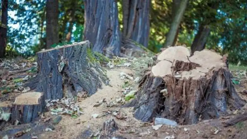 Штраф за вырубку деревьев в Казахстане увеличат в 5 раз