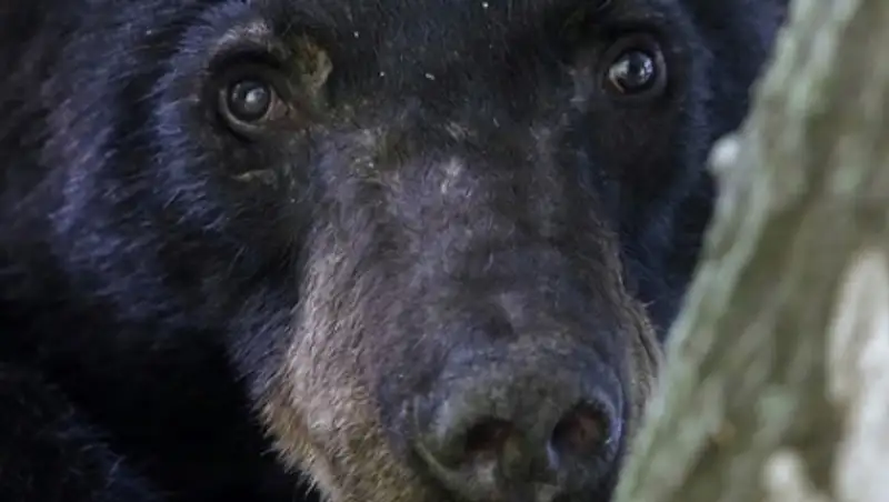 В США медведь напугал участников студенческой вечеринки