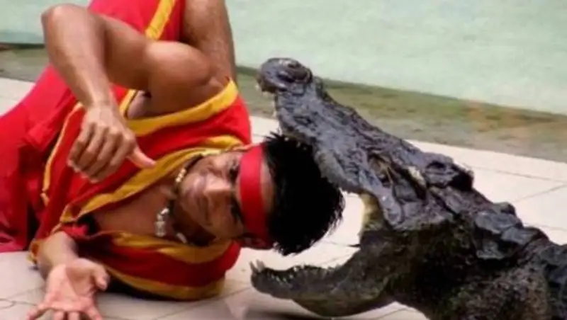 Крокодил прокусил голову дрессировщику в Таиланде