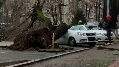 Придавило деревом, фото - Новости Zakon.kz от 19.03.2022 19:32