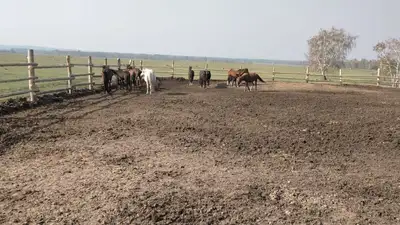 лошади, фото - Новости Zakon.kz от 14.05.2023 14:42