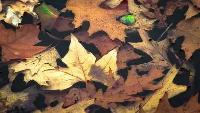 piqsels.com, фото - Новости Zakon.kz от 27.10.2021 15:50