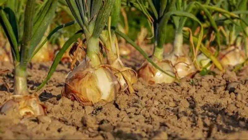 Как поменять целевое назначение земельного участка