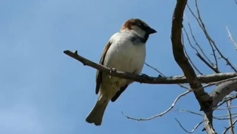В Казахстане выбрали главную птицу года
