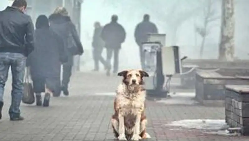 В Таразе идут бурные дискуссии о том, что делать с бродячими собаками и кошками