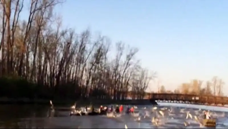 Гигантские карпы нагнали страха на команду американских студентов