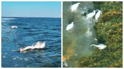 Мертвых лебедей сняли на видео на озере Караколь, фото - Новости Zakon.kz от 19.12.2022 12:50