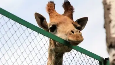 Zakon.kz, фото - Новости Zakon.kz от 27.05.2016 17:00