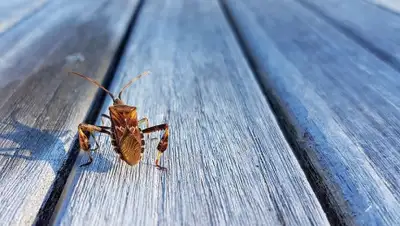 pixabay.com, фото - Новости Zakon.kz от 18.11.2019 21:15