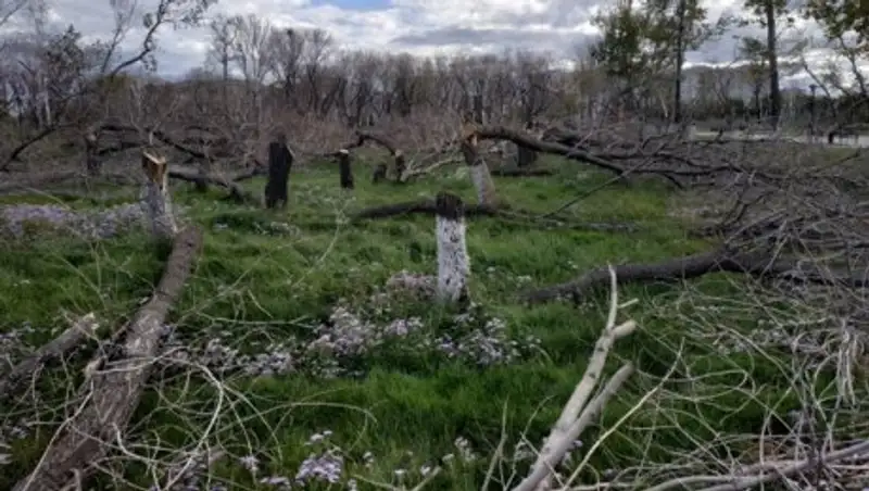 Огромный пруд и красивый парк будут на месте погибших деревьев в Павлодаре