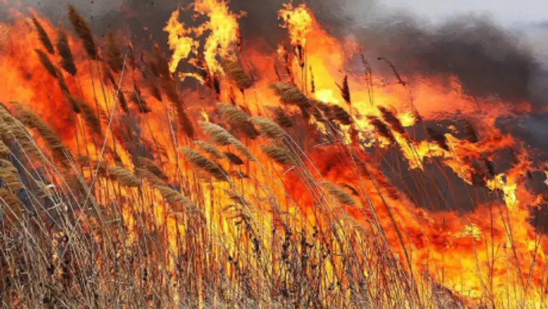 В ДЧС Атырауской области ответили российской стороне о горящем камыше