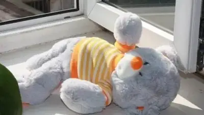 Zakon.kz, фото - Новости Zakon.kz от 28.06.2017 21:46