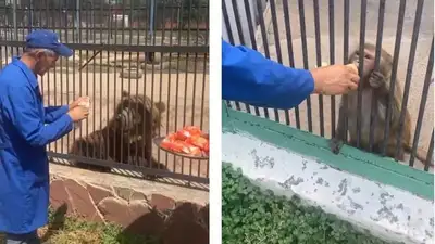 кормление животных, фото - Новости Zakon.kz от 11.07.2023 19:37