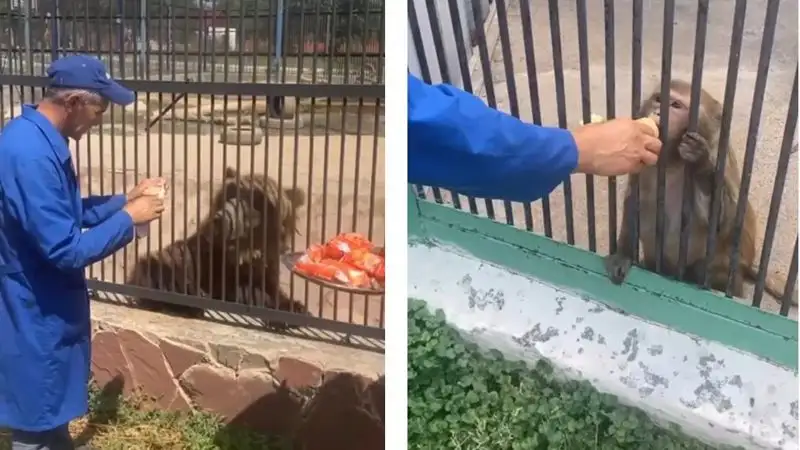 Карагандинский зоопарк показал, как животные справляются с жарой