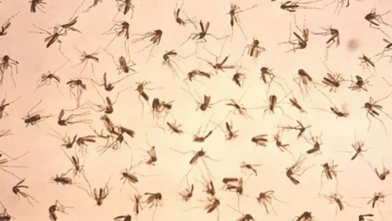 Эксперт: Лихорадка Зика в РК не распространяется