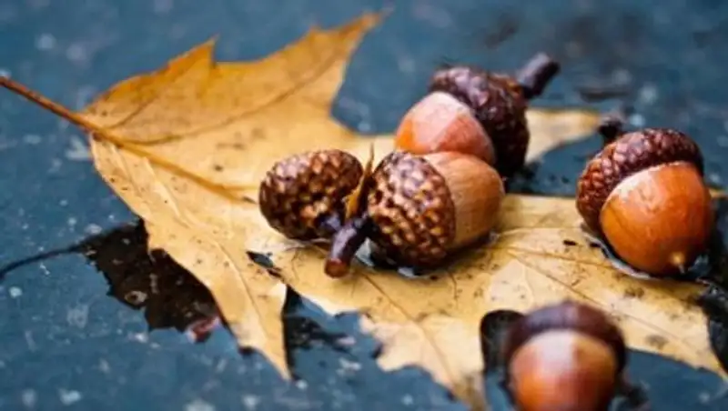 Желудевую эстафету запустил зоопарк Алматы