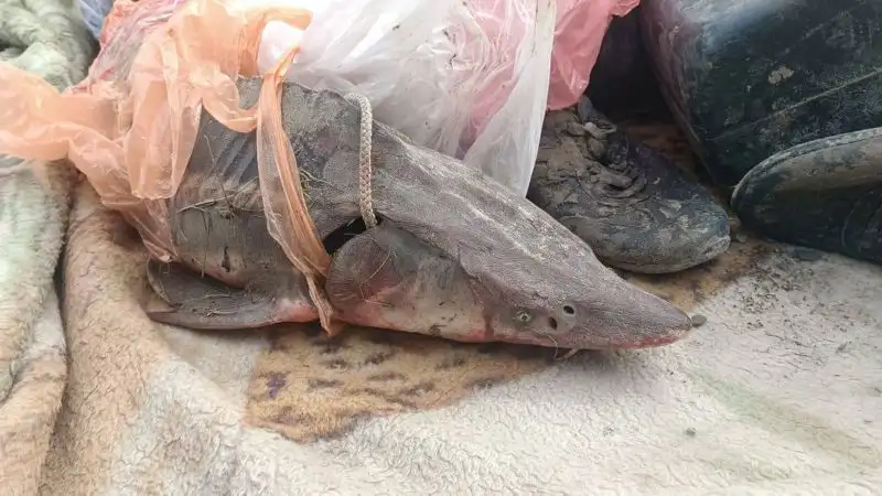 Талдыкорганцу грозит уголовное наказание за отлов краснокнижной рыбы