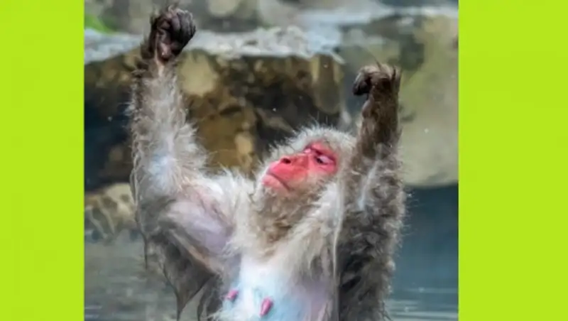 Животные умеют посмеяться: cамые яркие фото дикой природы