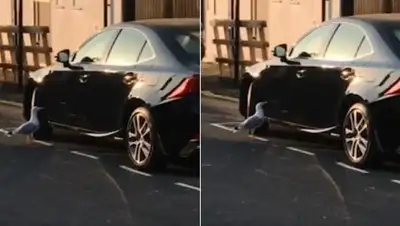 Daily Mail, фото - Новости Zakon.kz от 06.05.2018 23:20